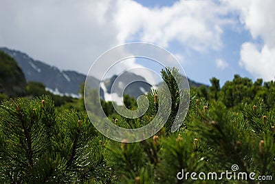 Coniferous bushes on the background of a cloudy sky with a blue gleam Stock Photo
