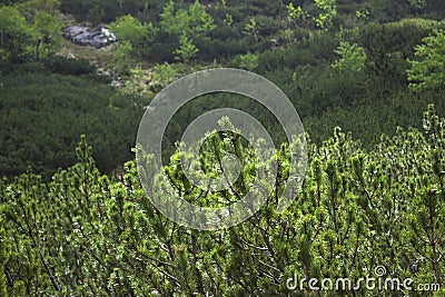Coniferous bushes on the background of a cloudy sky with a blue gleam Stock Photo