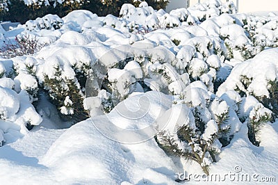 Coniferous bushes covered with snow Stock Photo