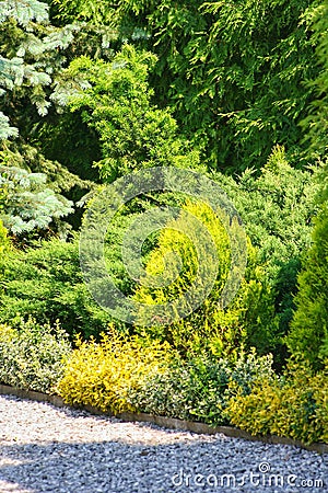 Coniferous bushes in the garden Stock Photo