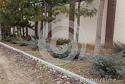 Coniferous bushes or juniper growing outside on stone wall Stock Photo