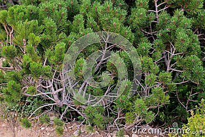 Coniferous bushes Stock Photo