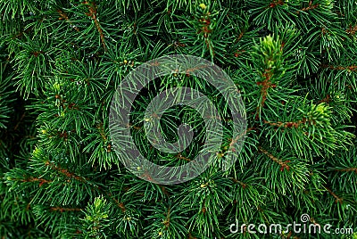 Coniferous bushes, twigs of juniper, green needles texture . Stock Photo