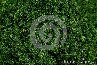 Coniferous bushes, twigs of juniper, green needles texture . Stock Photo