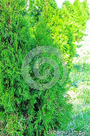 Coniferous bushes on the whole frame Stock Photo