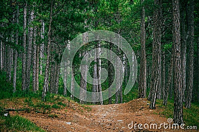 Coniferous deep Forest and road beautiful Stock Photo
