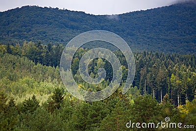 Coniferous dense forest in the Carpathians Stock Photo