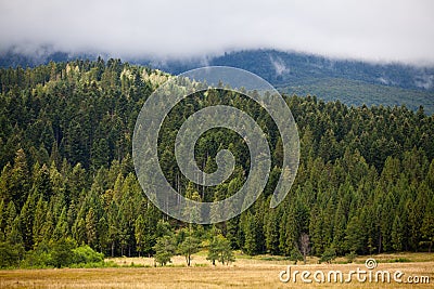 Coniferous dense forest in the Carpathians Stock Photo