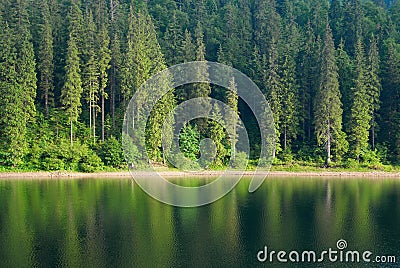 Coniferous Fir Forest and lake mirror reflection wild woods landscape moody weather Stock Photo