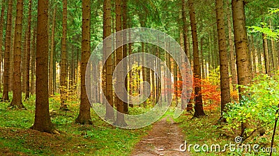 Coniferous forest in autumn Stock Photo