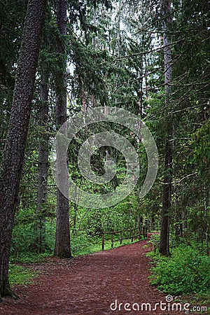 Coniferous forest with a green carpet of grass on a rainy summer day Stock Photo