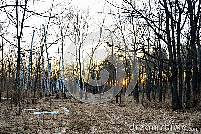 Coniferous forest illuminated by the evening sun on a spring day. Sunset. Stock Photo