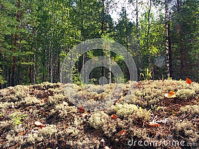 Mossy meadow in Russian forest Stock Photo