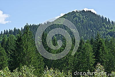 Coniferous Forest on the Mountain Stock Photo