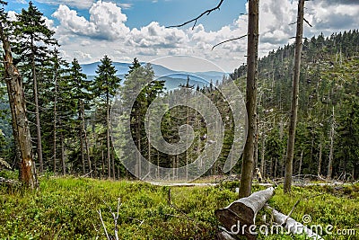 Coniferous forest at the mountain peak with view. Stock Photo