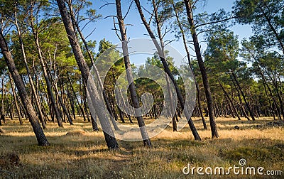 Coniferous forest park with tilted trees Stock Photo