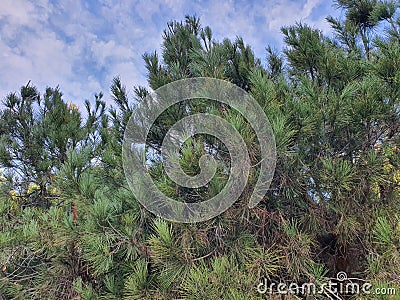 Coniferous Forest or Pine Forest is an evergreen sparse forest. Stock Photo