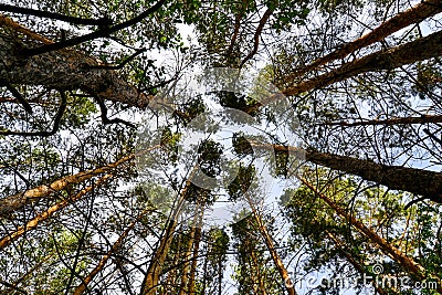 Coniferous forest, rushing up to the sky Stock Photo