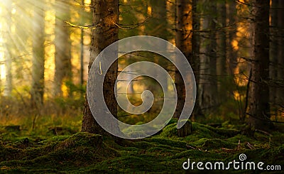 Coniferous forest in a summer morning Stock Photo