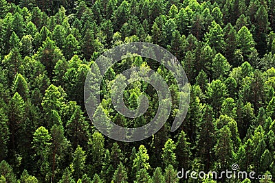 Coniferous forest top view. Taiga photos Stock Photo