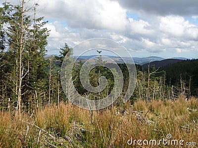Coniferous grove with a section of dead trees . Forest dieback Land development towards heather and desert landscape . Dead grass Stock Photo