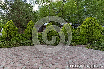 Coniferous ornamental plants in a city park. Gardening and Landscaping With Decorative Trees and Plants. Editorial Stock Photo