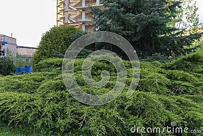 Coniferous ornamental plants in a city park. Gardening and Landscaping With Decorative Trees and Plants. Editorial Stock Photo