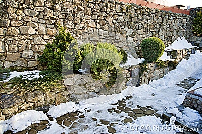 Coniferous ornamental shrubs between the stone walls Stock Photo
