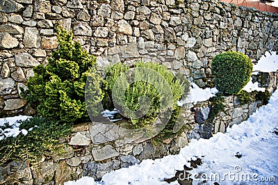 Coniferous ornamental shrubs between the stone walls Stock Photo