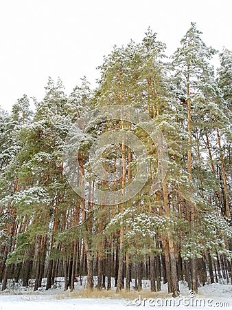 Coniferous park. Pine trees in the snowy forest. Cold weather. Stock Photo