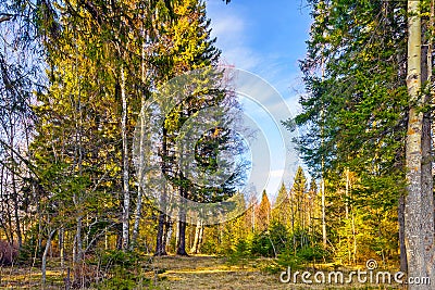 Coniferous spring forest against a blue sky illuminated by the bright daylight. Stock Photo