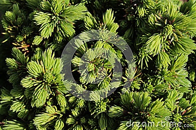 Coniferous texture of spikes of white spruce Picea Glauca Echiniformis Stock Photo