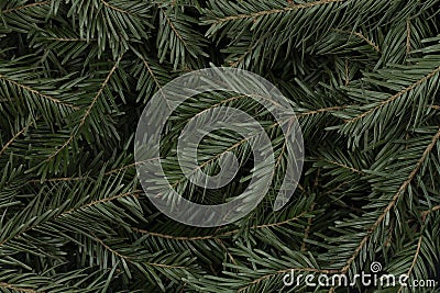 The coniferous texture with spruce green branches. Stock Photo