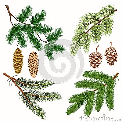 Coniferous Tree Branches with Strobiles on White Vector Illustration