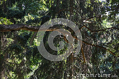 A branch of a Christmas tree with cones in the forest Stock Photo