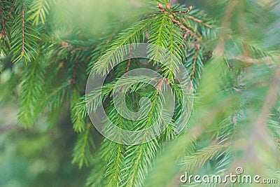 Coniferous tree. A young sprig of a fir. Stock Photo