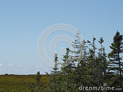 Trees and bright blue sky Stock Photo