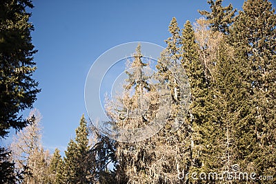 Coniferous trees in forest Stock Photo