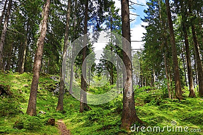 Coniferous trees in a forest in the mountains Stock Photo