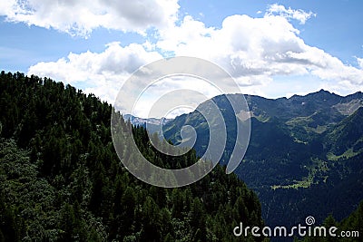 Coniferous trees on mountain Stock Photo