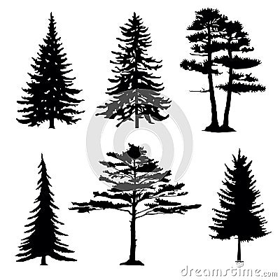 Coniferous trees silhouettes, collection Vector Illustration