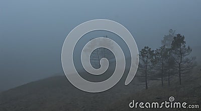 Coniferous trees in thick fog. Stock Photo