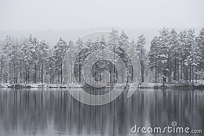 Coniferous trees in winter, reflected in river or lake Stock Photo