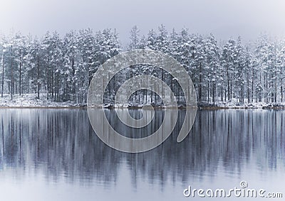 Coniferous trees in winter, reflected in river or lake Stock Photo