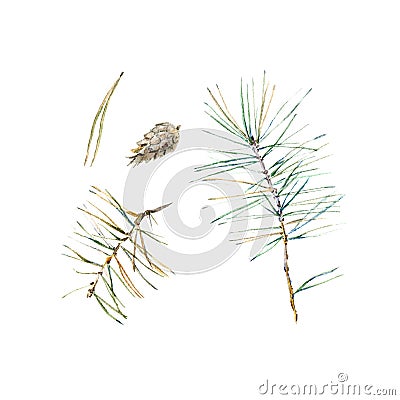 Coniferous twig and pinecone on a white background. Cartoon Illustration