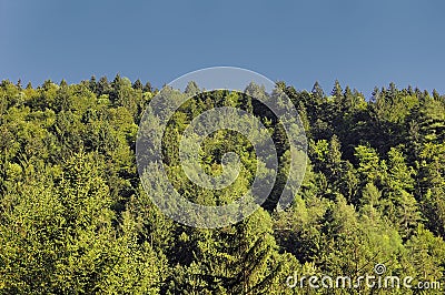 Conifers Stock Photo