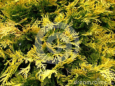 Conifers Stock Photo