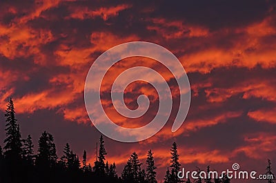 Conifers and fire sky Stock Photo