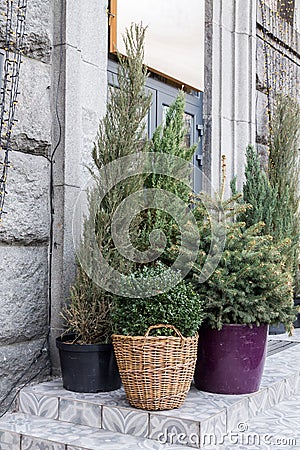 Conifers in the flowerpot. Various needles. Vases in the street. Stock Photo
