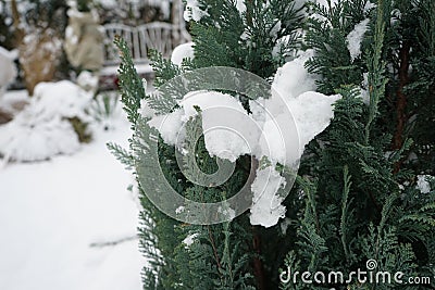 Conifers under the snow in the garden in winter. Berlin Germany Stock Photo